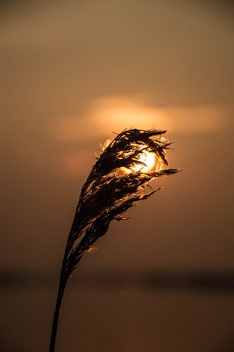 Schilf vor Sonnenuntergang