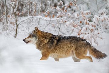 Wolf in de winter van Dirk Rüter