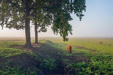 Morgendlicher Nebel in einem niederländischen Naturschutzgebiet