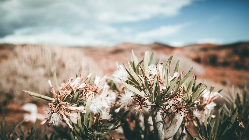 close up van een woestijnplant von Jonathan van Rijn