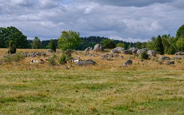 Kühe, die zwischen den Felsen ruhen von Geertjan Plooijer