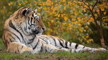 Siberische tijger in de herfst in 16x9 formaat van Patrick van Bakkum