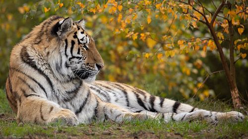Siberische tijger in de herfst in 16x9 formaat