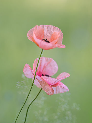Mohnblumen-Schönheit