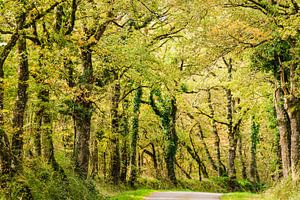 Laan met grillige bomen in Midden-Frankrijk