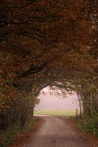 Herfst in proces van Pieter Heymeijer