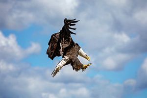 Amerikanische Seeadler-Jagd