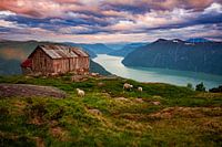 Fjord mit Schafen in Norwegen