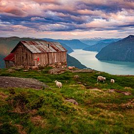 Fjord met schapen in Noorwegen van Ruud Jansen