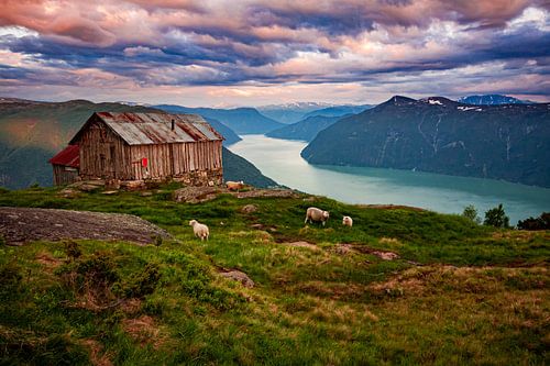Fjord mit Schafen in Norwegen