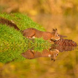 Rotes Eichhörnchen von Susan van Etten