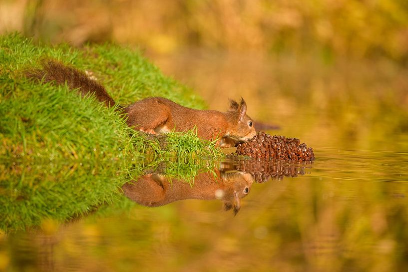 Red squirrel by Susan van Etten