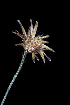 La beauté recyclée - Bleuet - Centaurea cyanus - sur Christophe Fruyt
