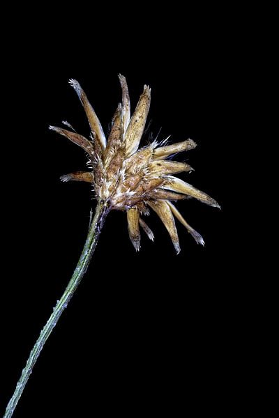 La beauté recyclée - Bleuet - Centaurea cyanus - par Christophe Fruyt