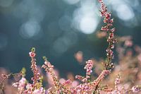 Heather at its gentlest