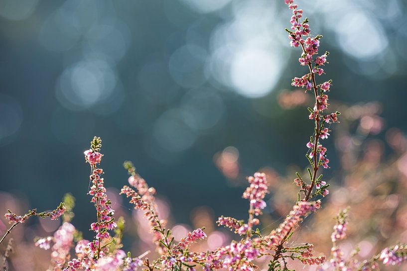 Heidekraut in seiner sanftesten Form von MientjeBerkersPhotography