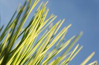 Conifer im Herbst, auf Terschelling von Sven Wildschut Miniaturansicht