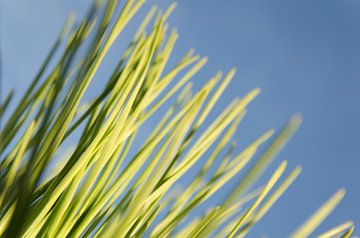 Conifer à l'automne, sur Terschelling sur Sven Wildschut