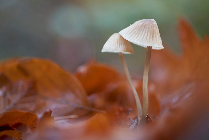 Zerbrechliche Zärtlichkeit zwischen den Blättern von Cor de Hamer