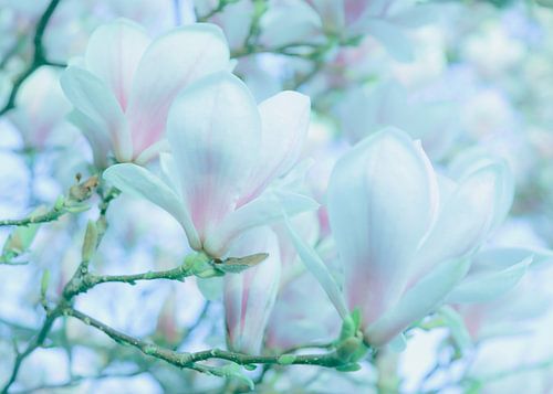 Zuckersüße Magnolie