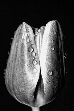 Tulp in zwart wit met water druppels van Stephanie Veenstra