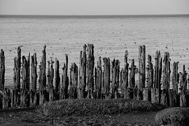Moddergat, Waddenzee