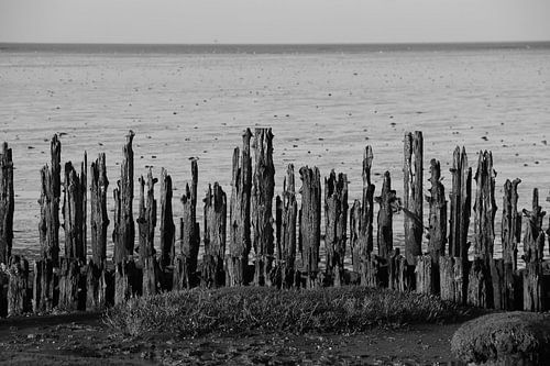 Moddergat, Waddenzee