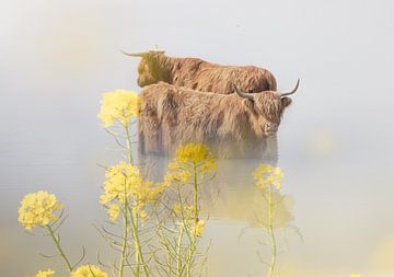 Schotse Hooglanders in lente sfeer. van natascha verbij