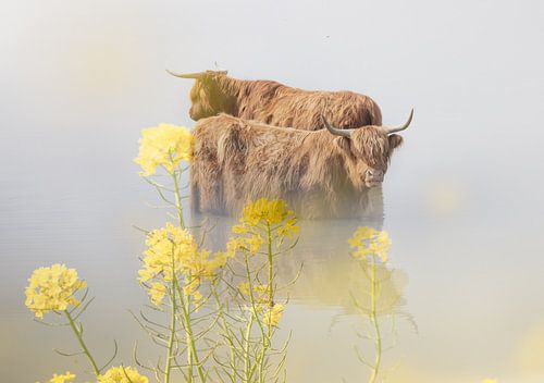 Schotse Hooglanders in lente sfeer.