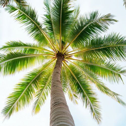 Palmboom van onderaf