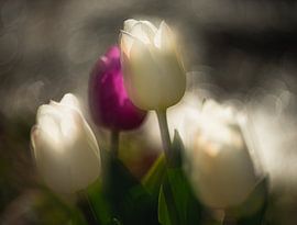 Tulips in the sunlight by Ruud Overes
