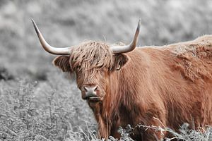 Highlander écossais, également connu sous le nom de Highland Cow