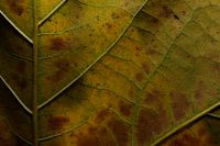 Green leaves with beautiful lines