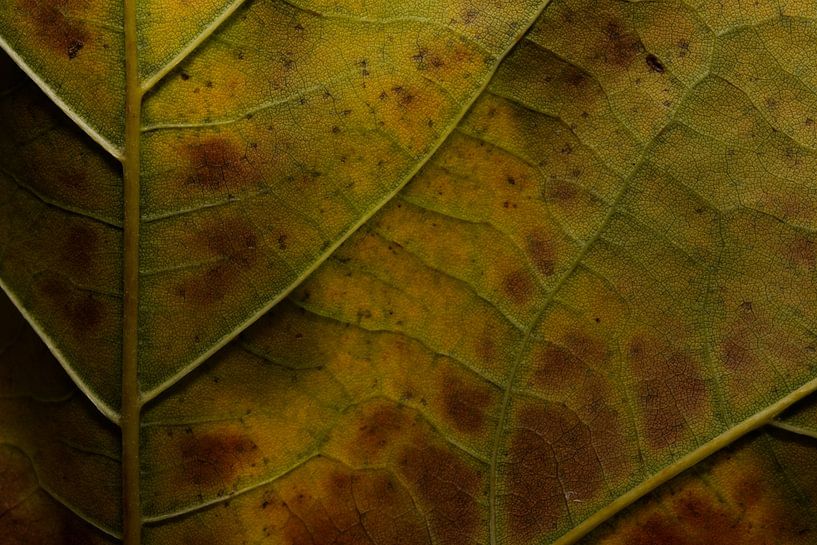Green leaves with beautiful lines by Yara Rietdijk