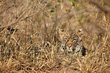 Léopard caché dans les broussailles sèches de la savane africaine 4 sur Annelies69