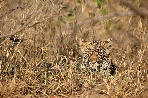 Leopard hidden in the dry scrub of the African savannah 4