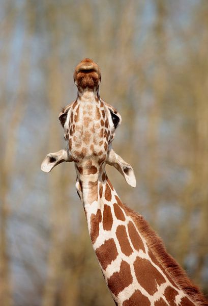 I look different van Frank Smedts
