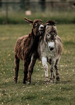 Twee ezels spelen op het groene gras