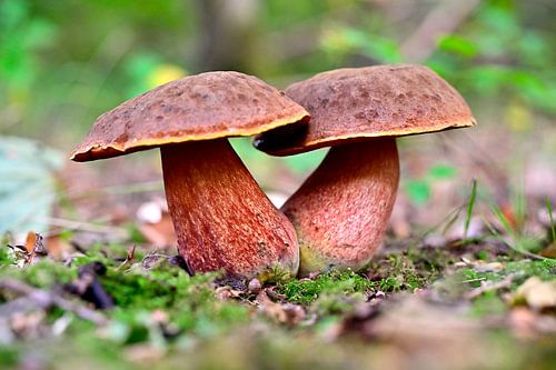 Eekhoorntjesbrood in het Robbenoord bos
