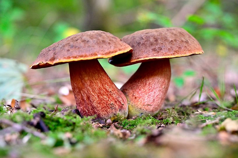 Steinpilze im Wald von Robbenoord von Arie Slotemaker