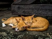Slapende katten
