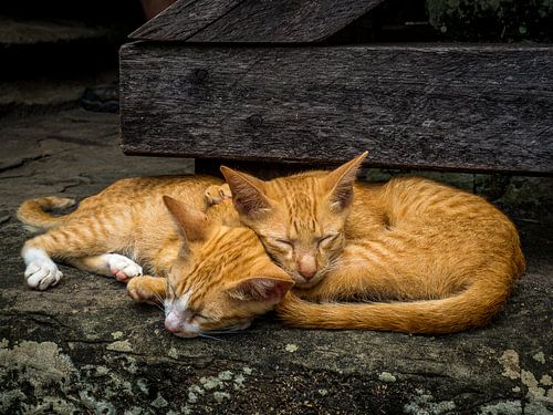Les chats qui dorment