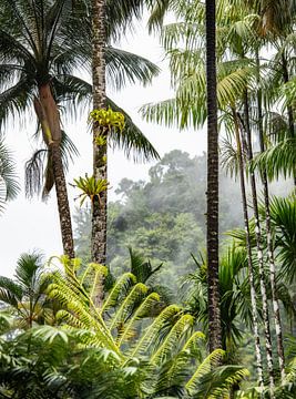 Tropisch Martinique