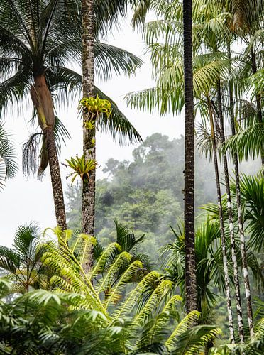 Tropisches Martinique von Ron van der Stappen