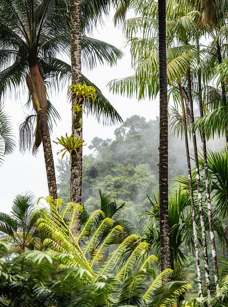 Tropisch Martinique van Ron van der Stappen