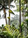 Tropisch Martinique van Ron van der Stappen thumbnail