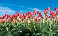 Tulipes rouges néerlandais par Alex Hiemstra Aperçu