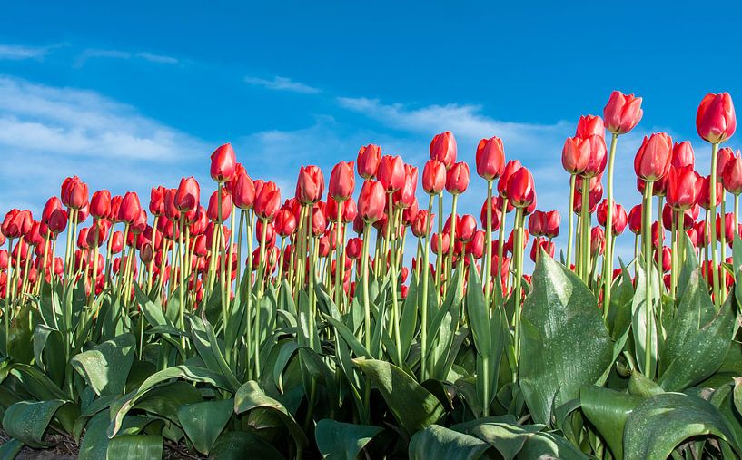 Tulipes rouges néerlandais par Alex Hiemstra