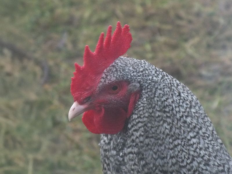 Alert young North Holland blue rooster by Bianca Sint