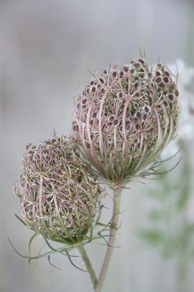 Dwarfed cow parsley by Marianne van den Bogaerdt